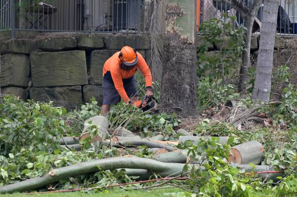 Best Arborist Services Near Me  in Clayton, NJ